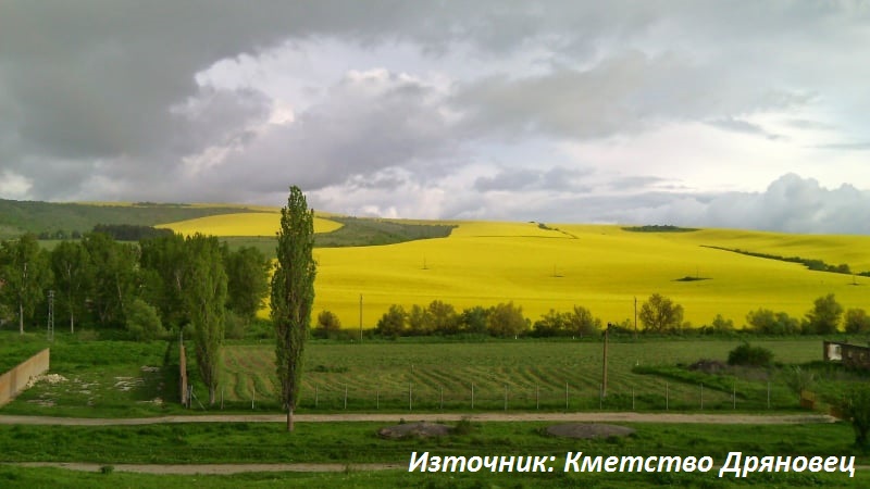 Дряновец